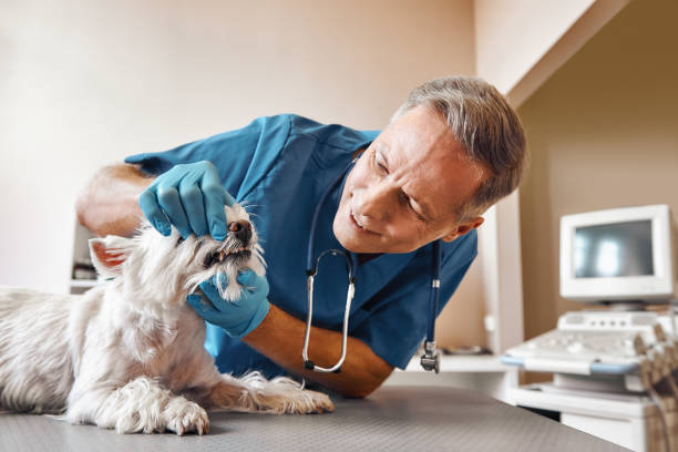 Best Emergency Care for Gum Disease in South Wilton, CT
